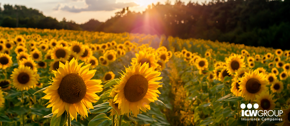 ICW Group ECards: sunflowers in a field.