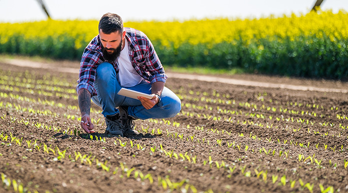 Farmer Is Examining The Progress Of Crops In His Corn Field