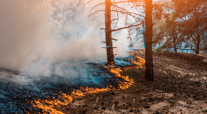 Wildfire spreading through a forest.