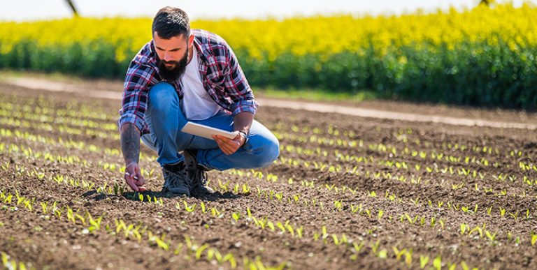 Farmer Is Examining The Progress Of Crops In His Corn Field.