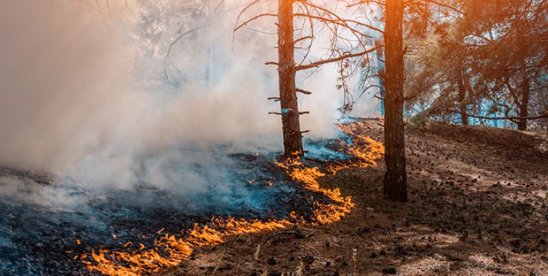 Wildfire spreading through a forest.