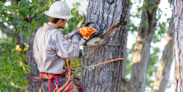 tree trimming chainsaw 696x385